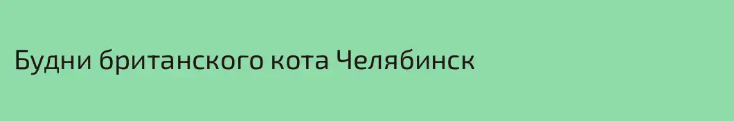 Будни британского кота Челябинск
